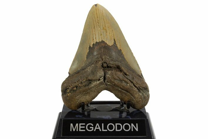 Serrated, Fossil Megalodon Tooth - North Carolina #328440